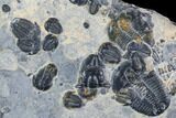 Elrathia Trilobite Cluster - Wheeler Shale, Utah #105577-3